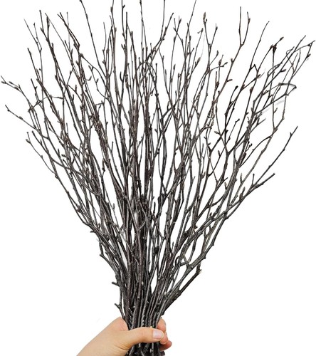 30pcs real dried - birch,
